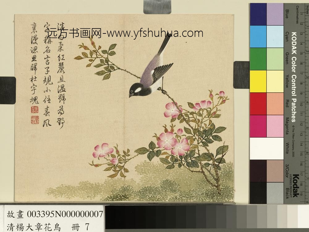 清杨大章花鸟册蔷薇子规