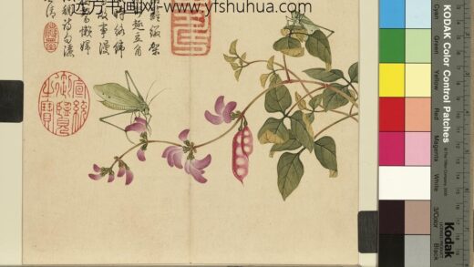 清杨大章花鸟册豆花络纬.jpg