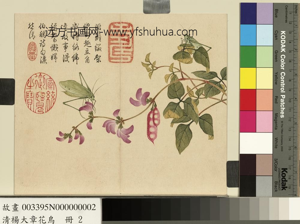 清杨大章花鸟册豆花络纬