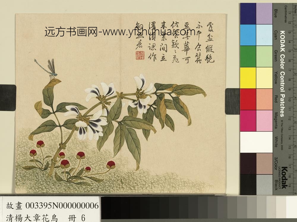 清杨大章花鸟册豆花蜻蜓