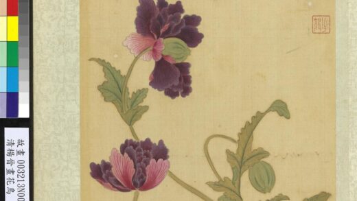 清杨晋画花鸟册米囊花.jpg