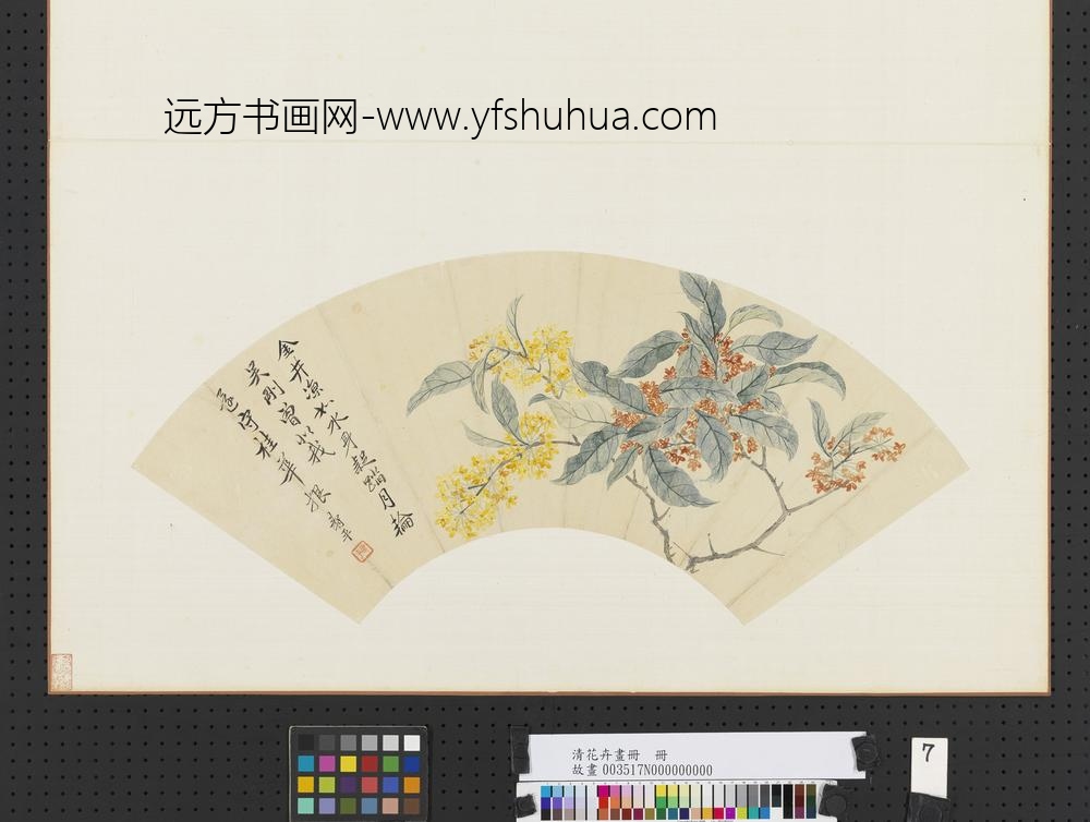 清花卉画册清恽寿平桂花