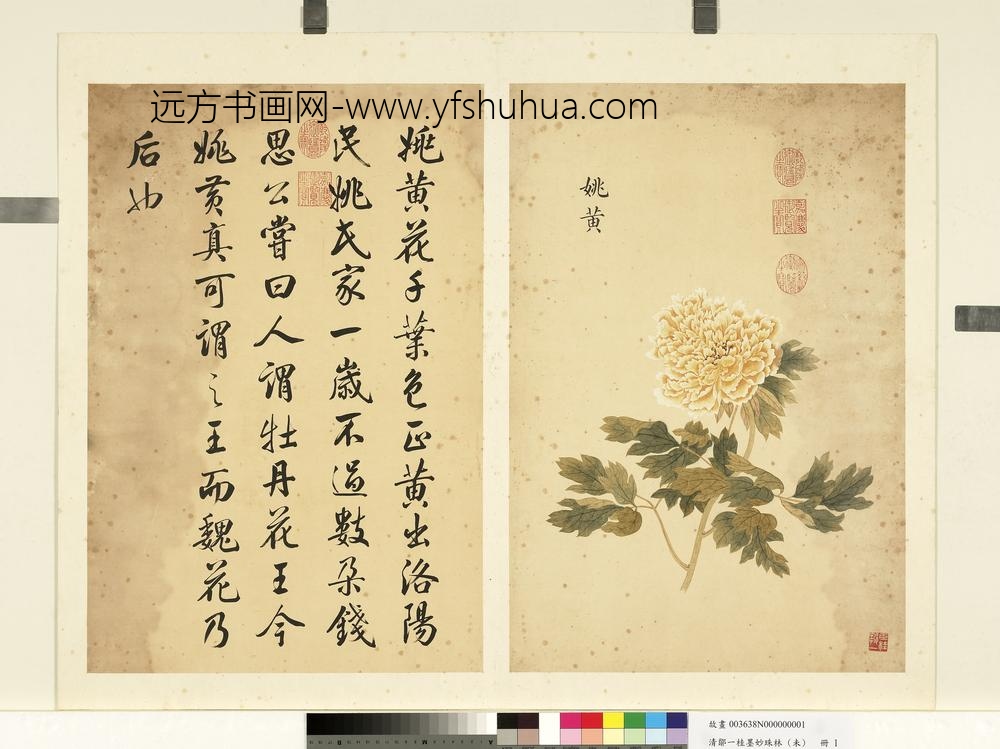清邹一桂墨妙珠林（未）册姚黄