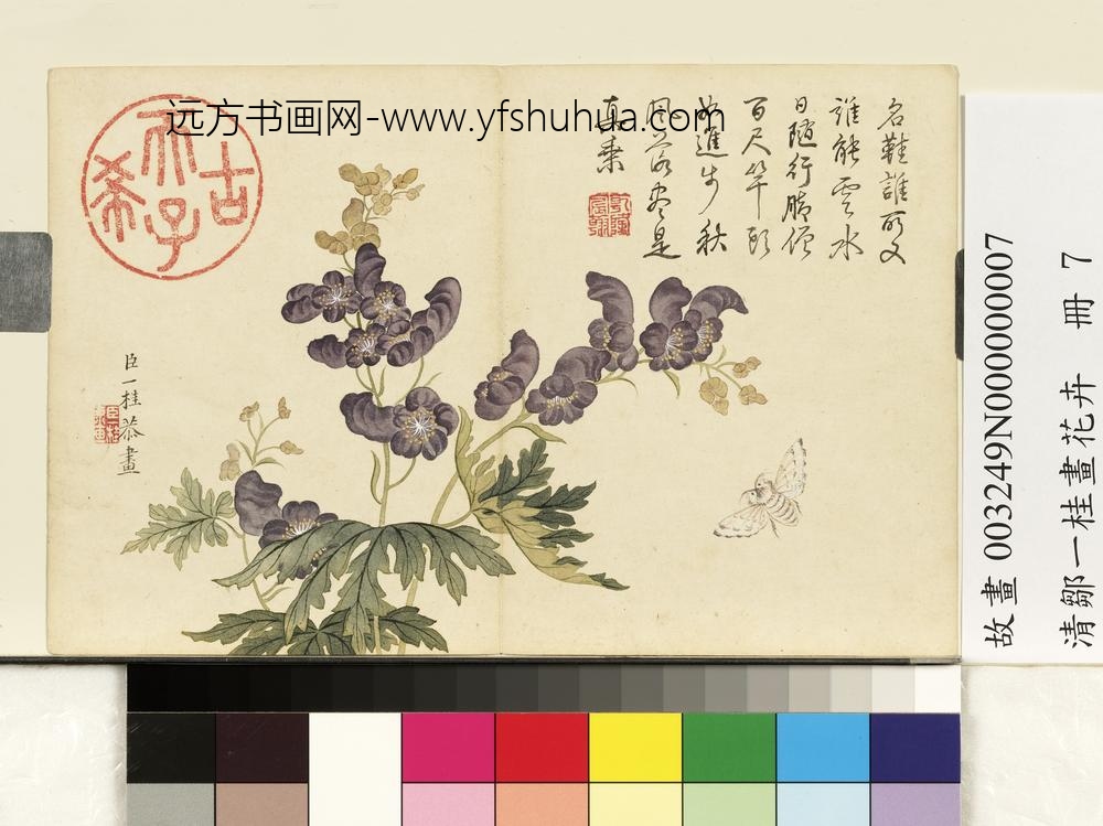 清邹一桂画花卉册僧鞋菊