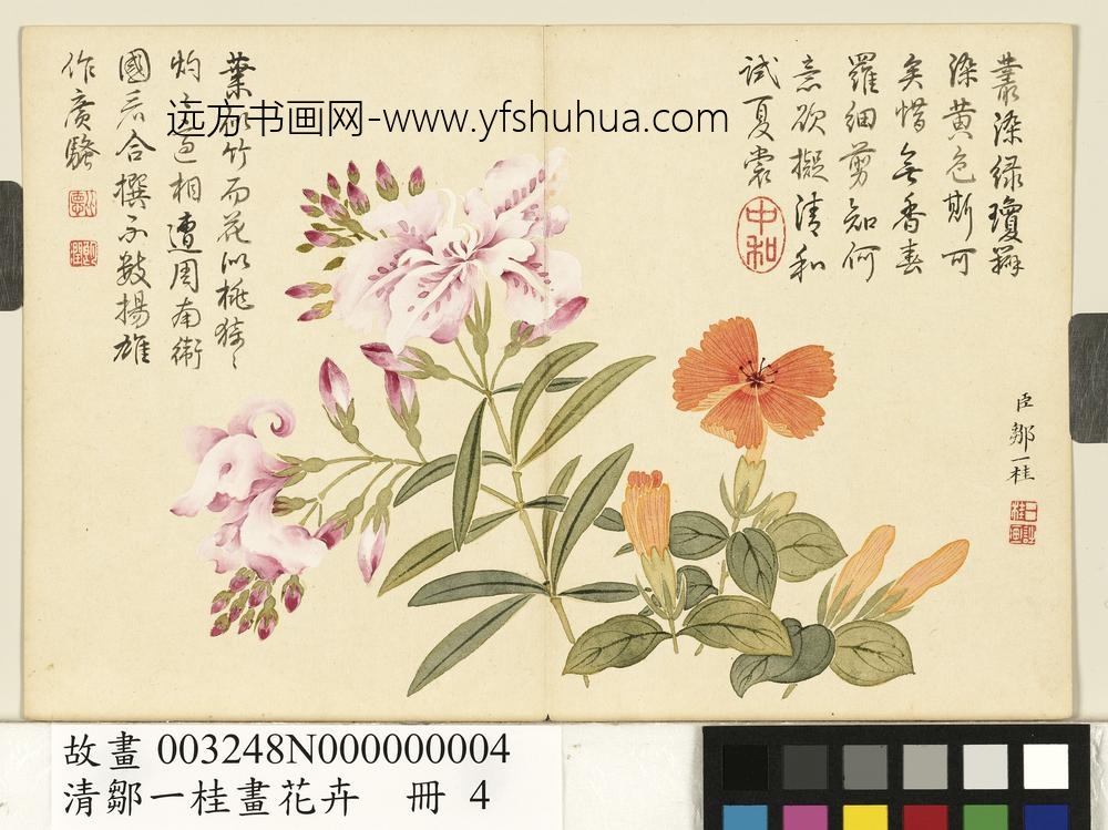 清邹一桂画花卉册剪春罗夹竹桃