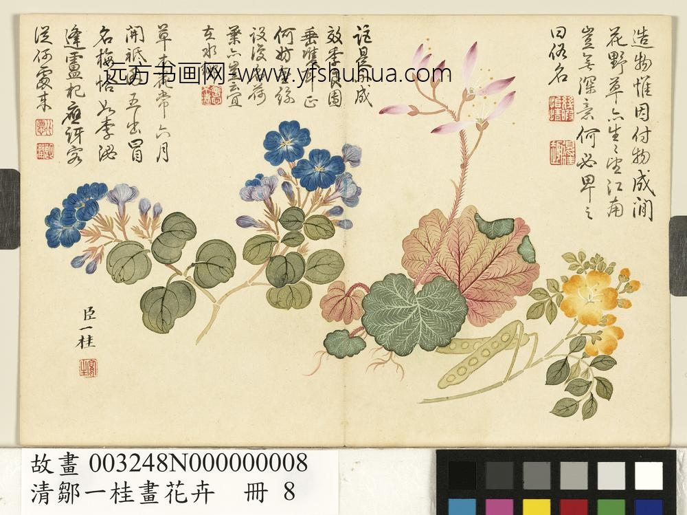 清邹一桂画花卉册望江南虎耳草翠梅