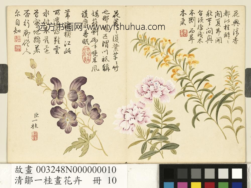 清邹一桂画花卉册水木樨石竹僧鞋菊