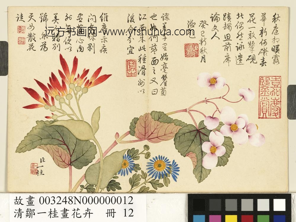 清邹一桂画花卉册美人蕉秋海棠