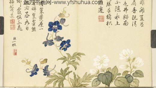 清邹一桂画花卉册翠雀.jpg
