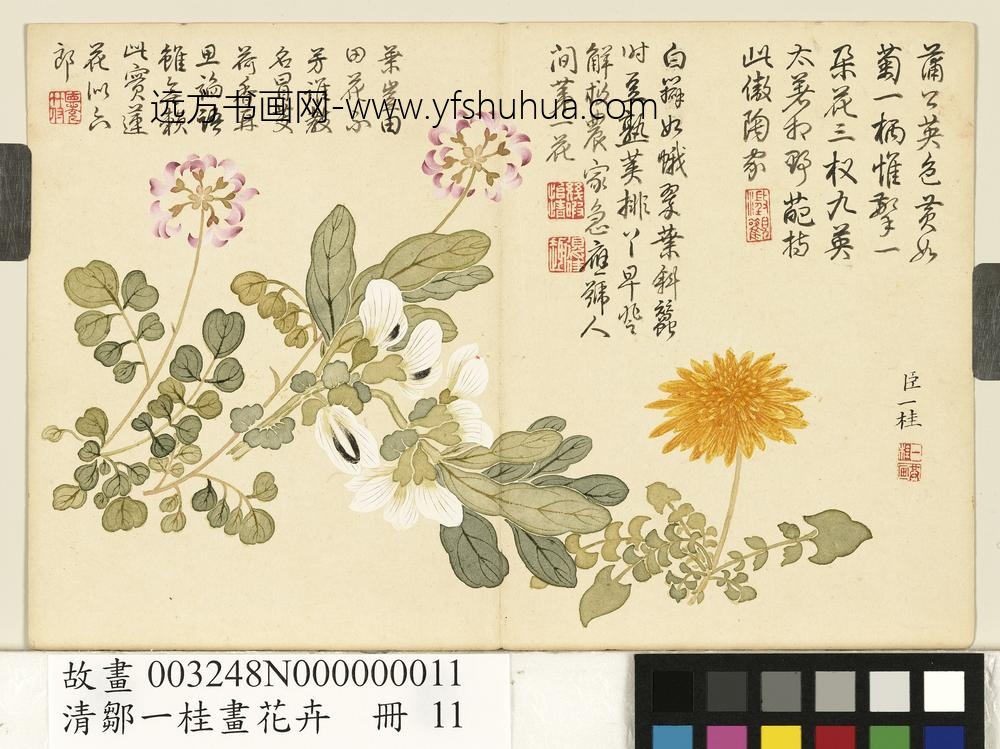 清邹一桂画花卉册蒲公英荷花郎