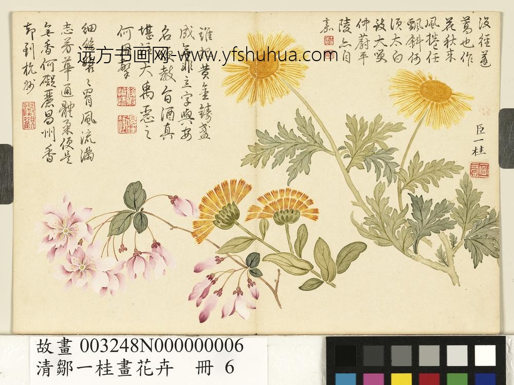 清邹一桂画花卉册蓬蒿金盏