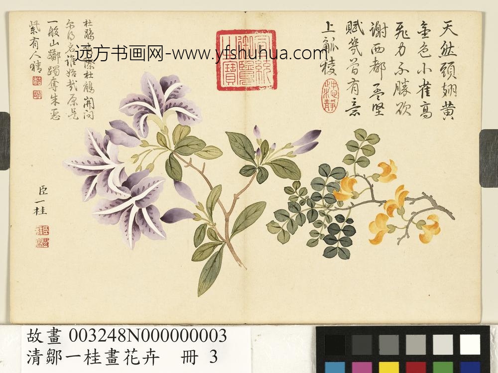 清邹一桂画花卉册金雀杜鹃