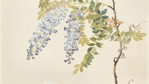 清邹一桂画藤花芍药轴.jpg