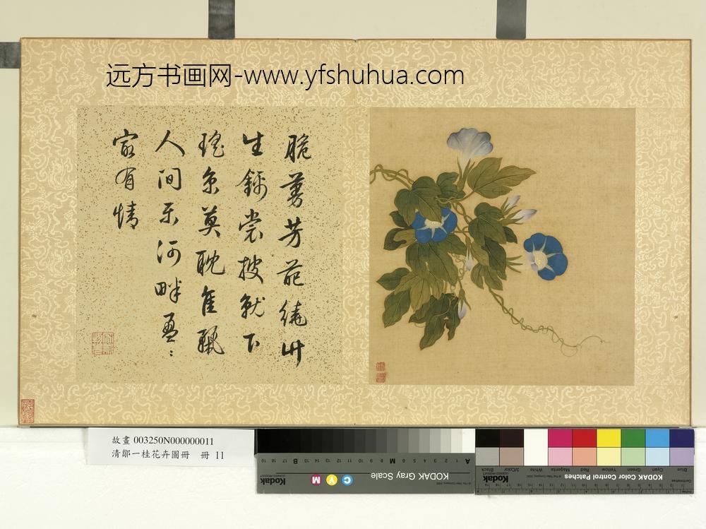 清邹一桂花卉画册册牵牛花