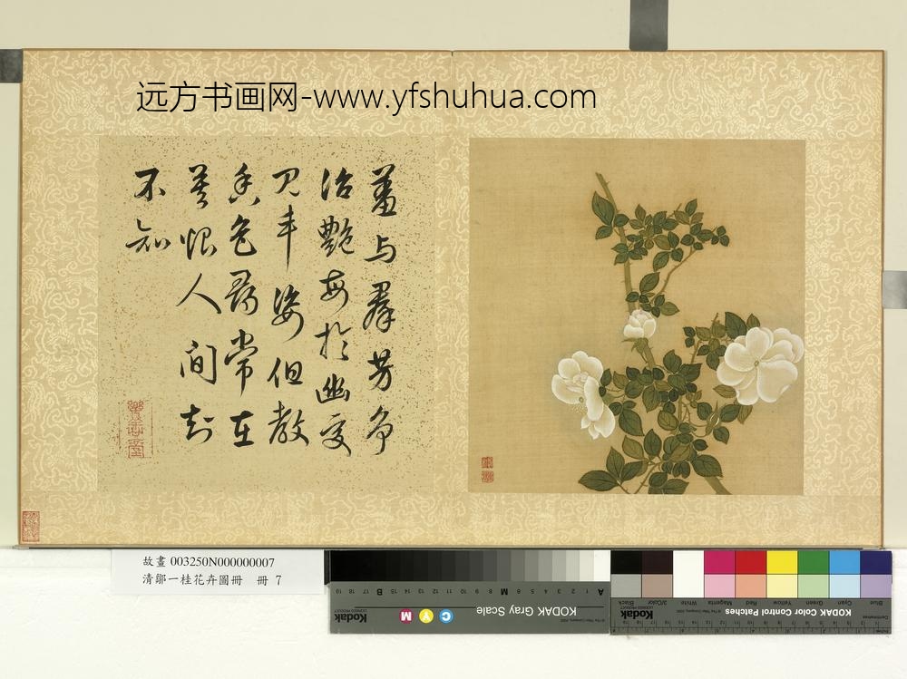 清邹一桂花卉画册册白蔷薇