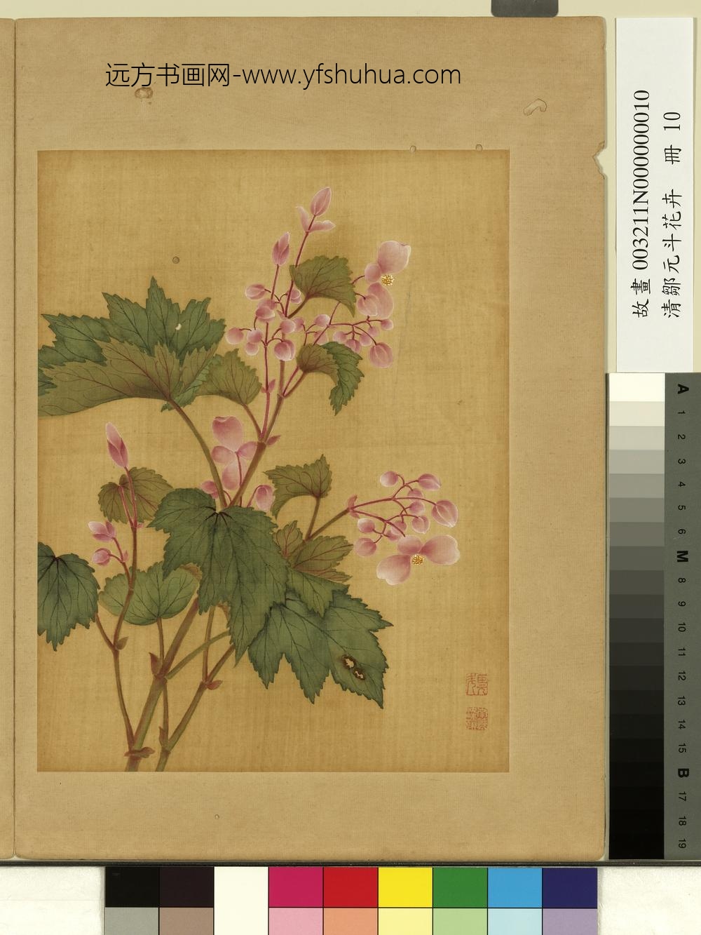 清邹元斗花卉册秋海棠