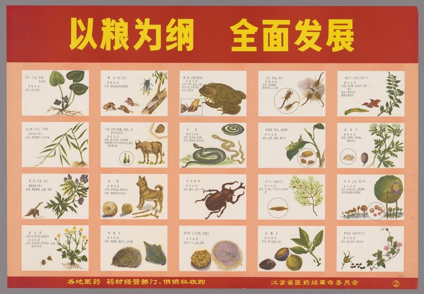 为革命种药为革命采药-