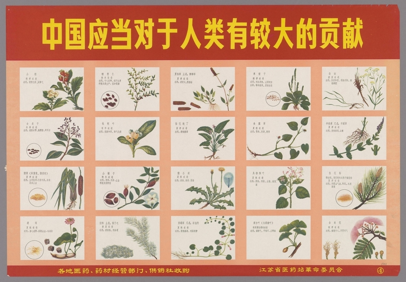 为革命种药为革命采药-