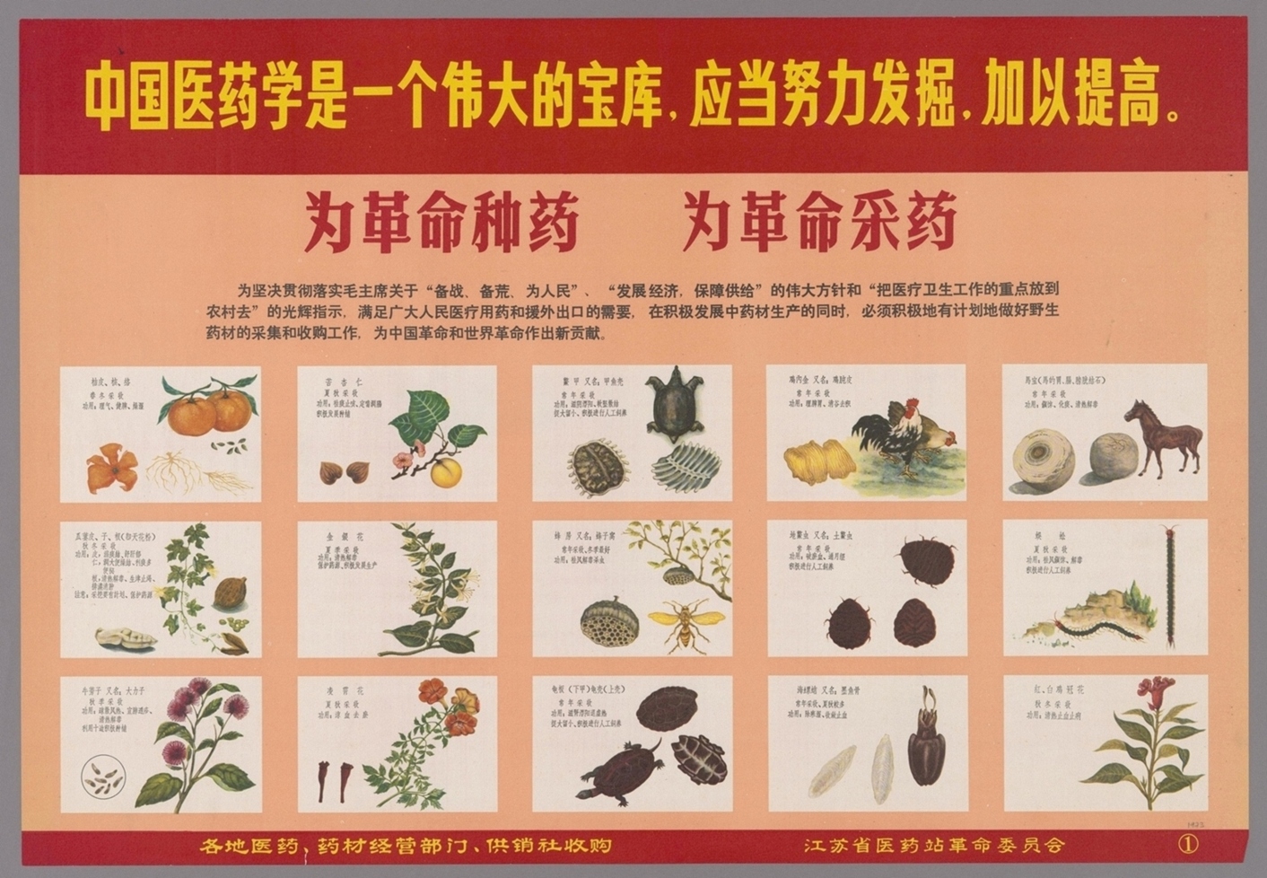 为革命种药为革命采药-