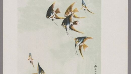热带鱼.jpg