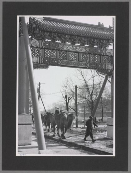 驼队运货进北京老照片.jpg