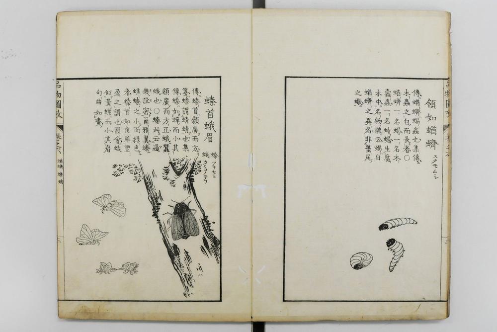 _毛诗品物图考__