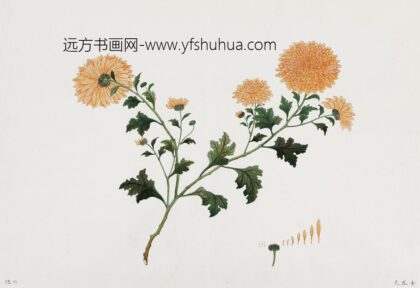 79 hansham画室绘（金凤毛）菊花.jpg