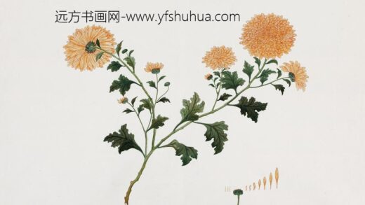 79 hansham画室绘（金凤毛）菊花.jpg