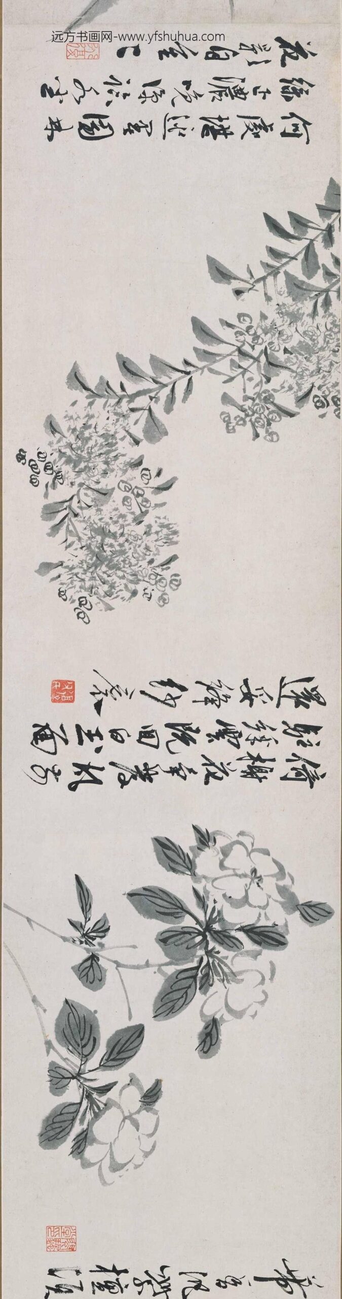 陈淳（道复）_墨花十二种图卷_