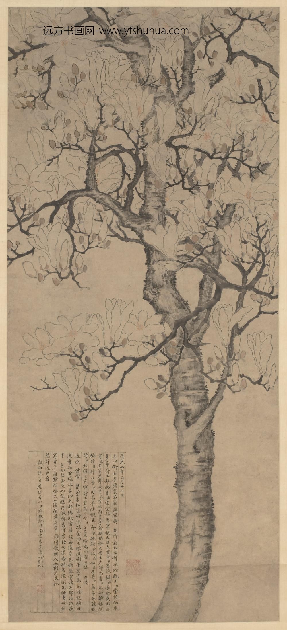 黄足民_玉兰图轴