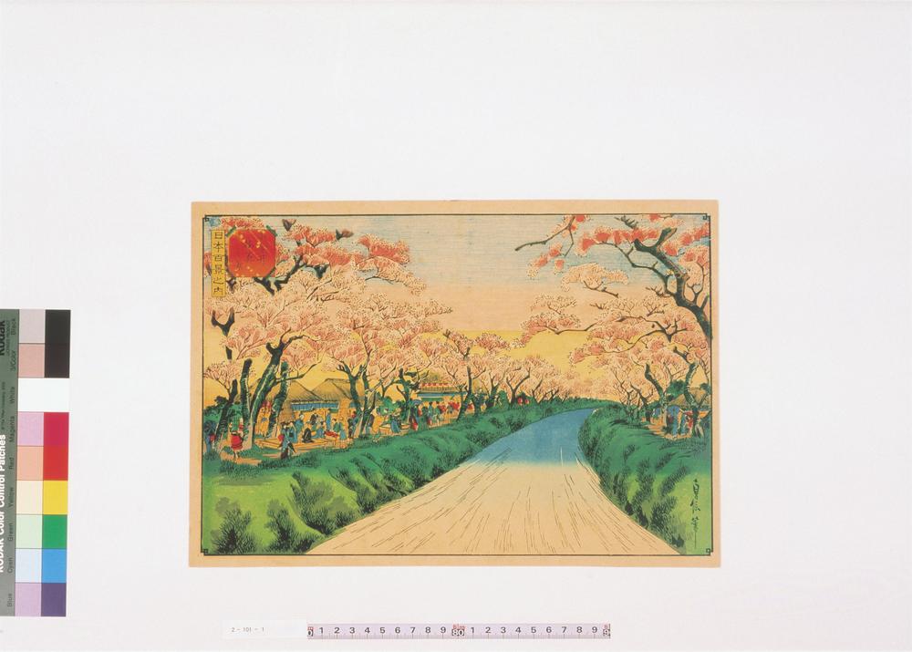 _小金井樱花之景__