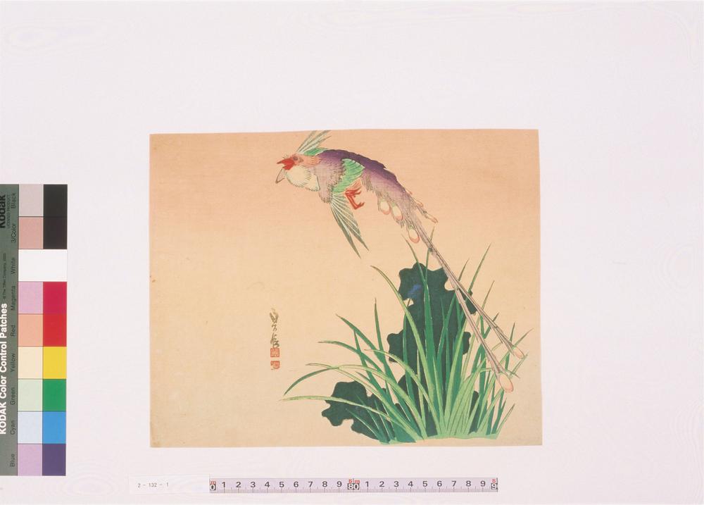 _二代长谷川贞信版画花鸟画__