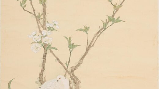 张大千 梨花白鸠图轴.jpg