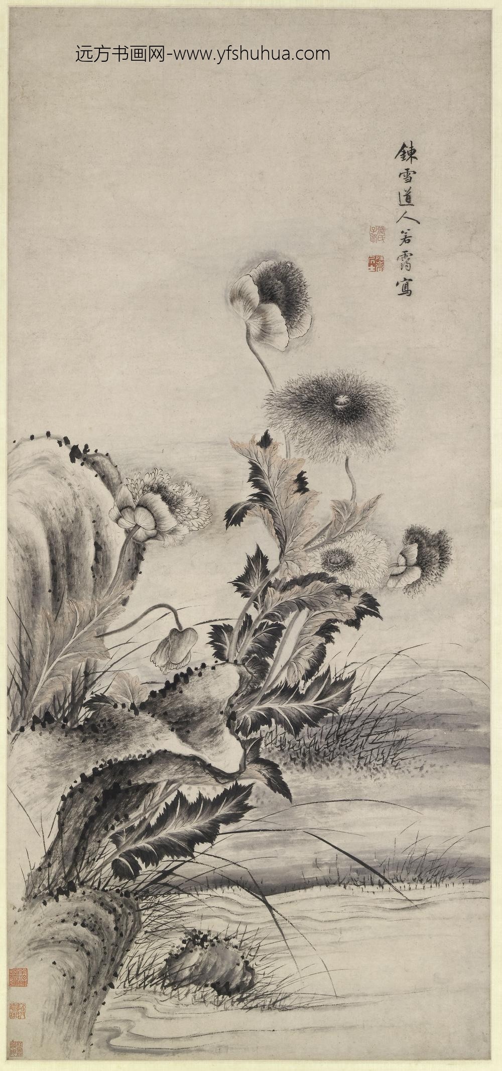 张若霭_罂粟图轴