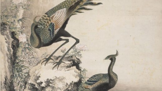 沈铨 孔雀图轴.jpg