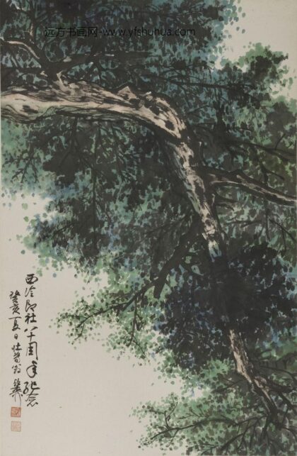 谢稚柳 柏树图轴.jpg