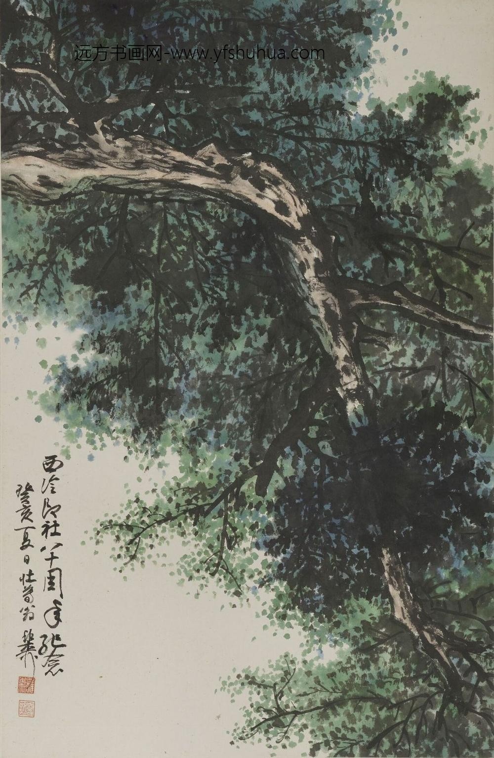 谢稚柳_柏树图轴