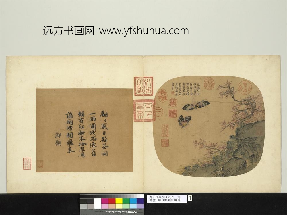 唐刁光胤写生花卉册-桃花双蝶盘石带草-