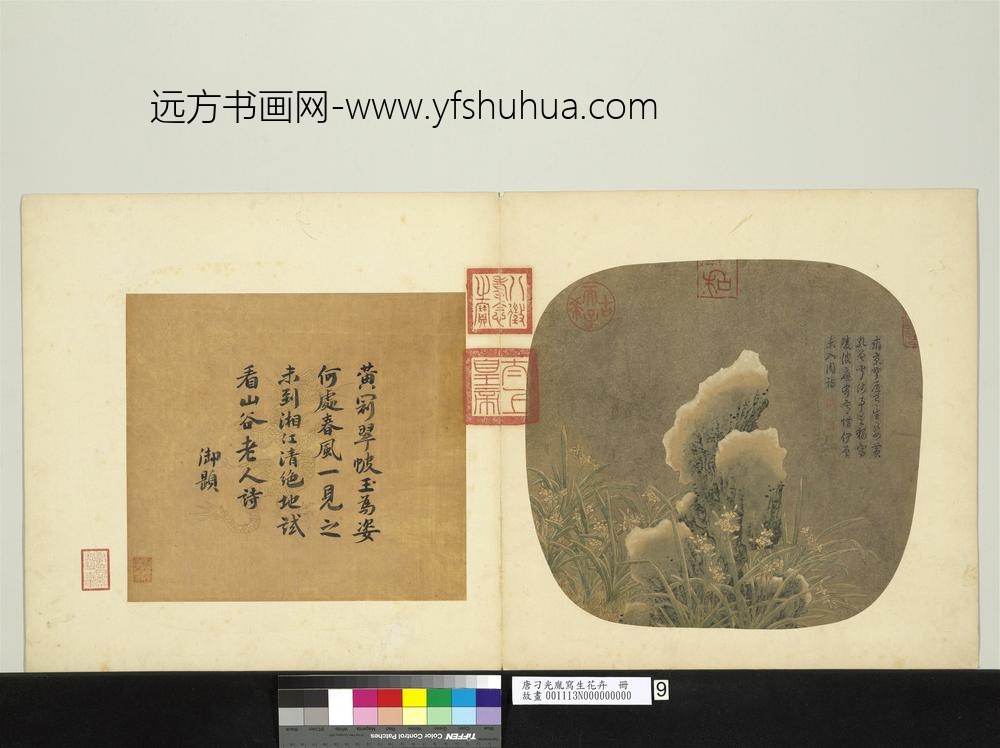 唐刁光胤写生花卉册-水仙倚石上有积雪-