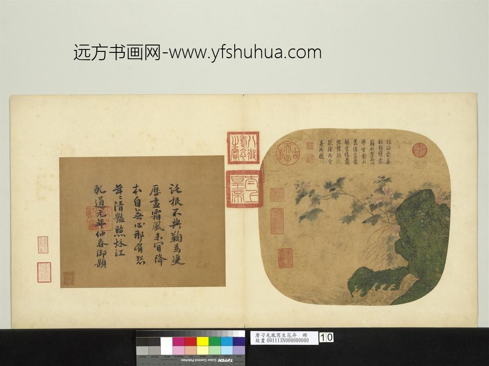 唐刁光胤写生花卉册-石岸淙流芙蓉蘸水-