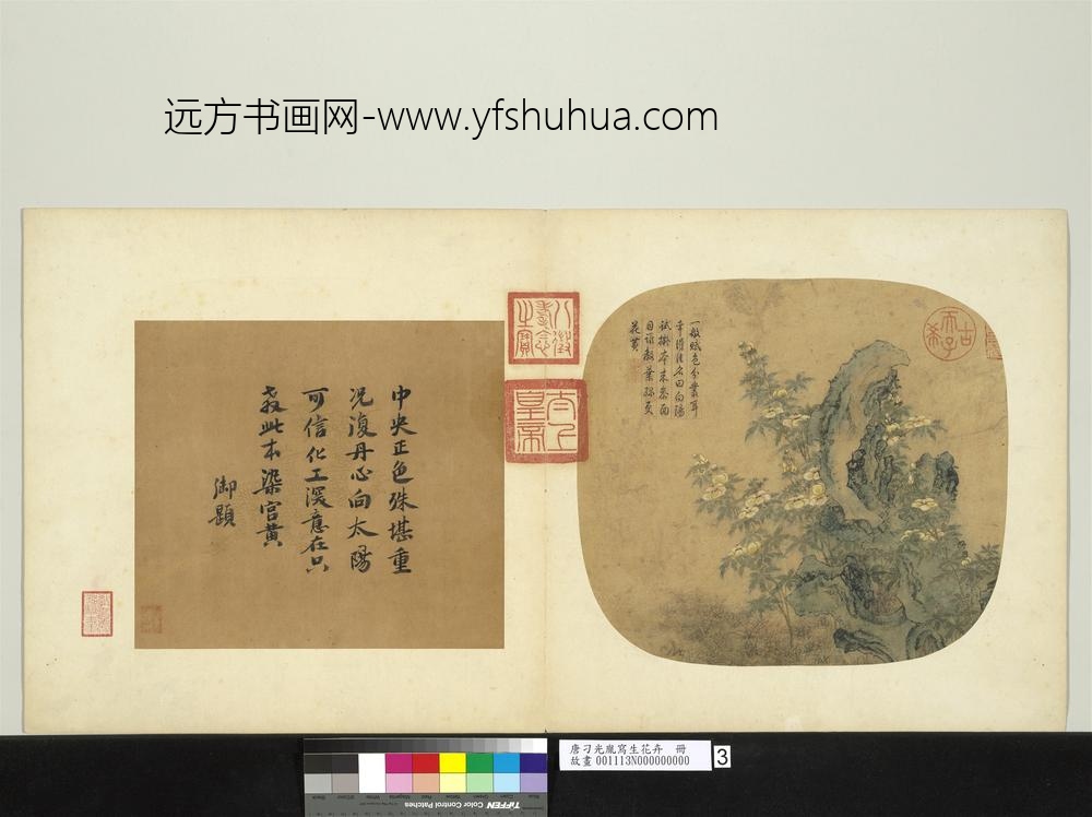 唐刁光胤写生花卉册-立石葵花下衬杂卉-