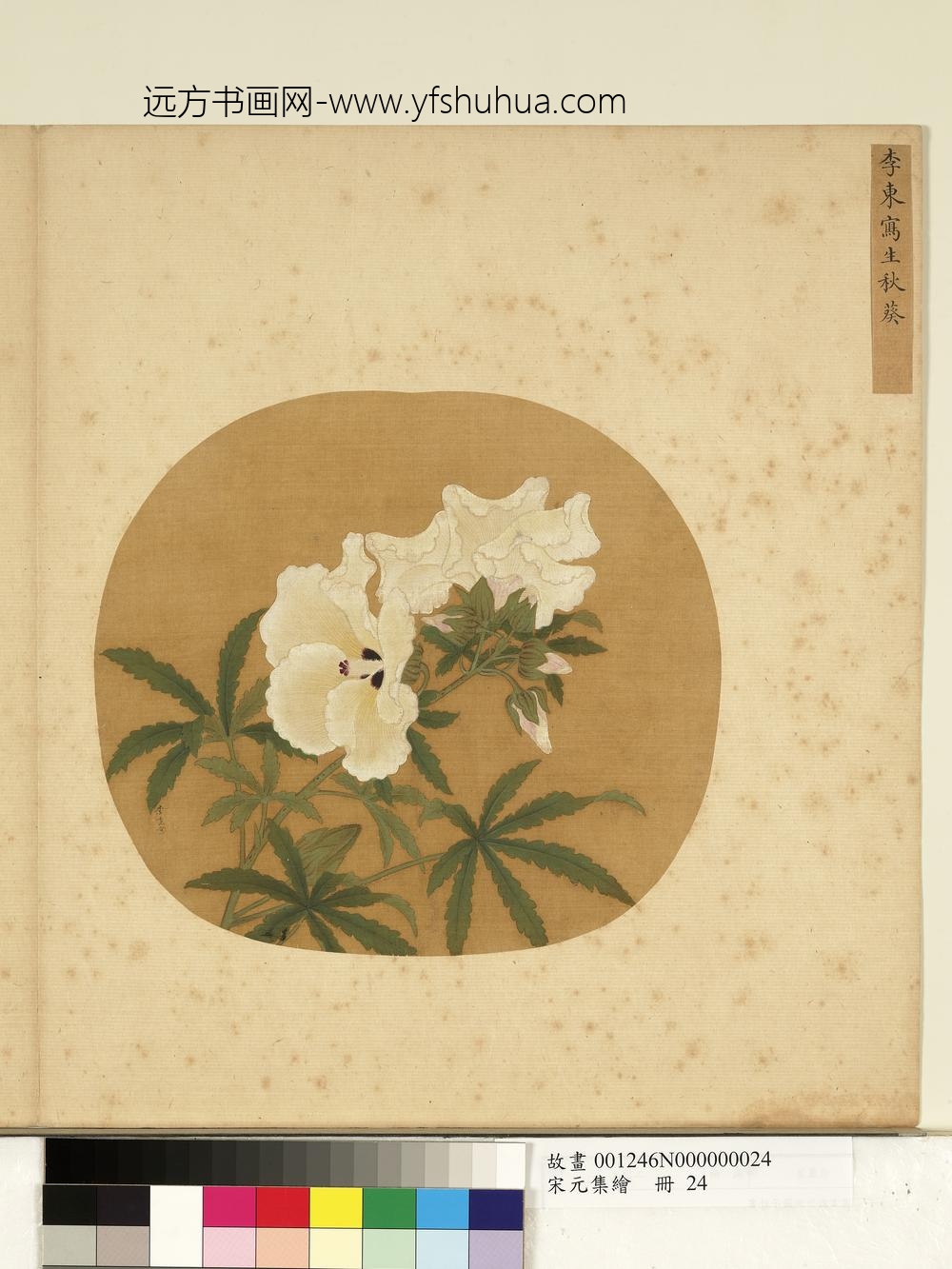 宋元集绘册-宋李东写生秋葵-