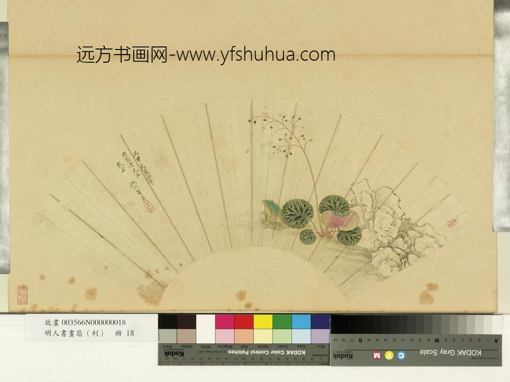 明人画扇（利）册明牟义虎耳草青蛙