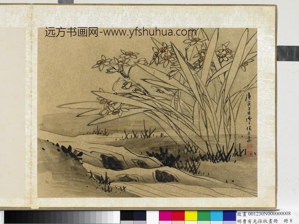 明曹有光孙杕画册册-画水仙