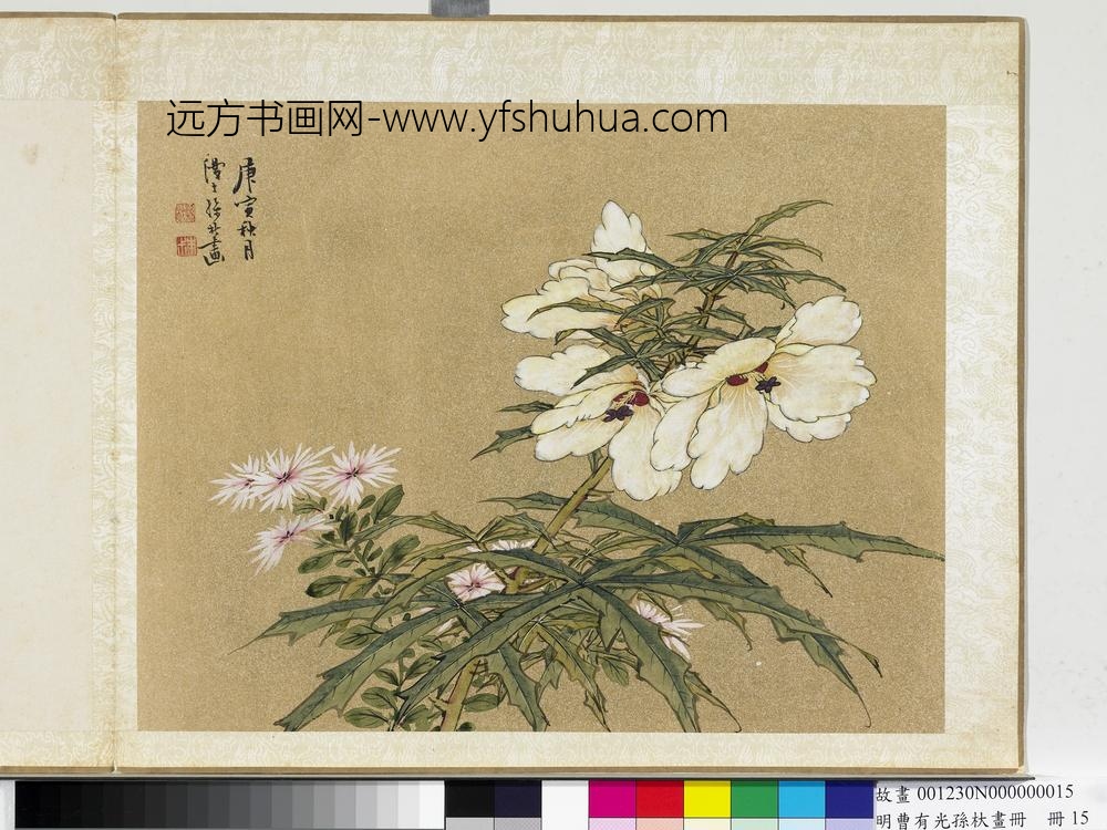 明曹有光孙杕画册册-画秋葵