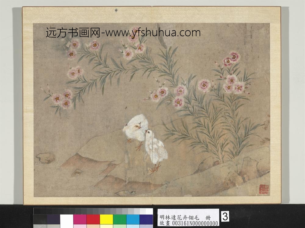 明林达花卉翎毛册-剪秋罗鸡-