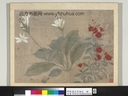 明林达花卉翎毛册 玉簪石竹 2.jpg