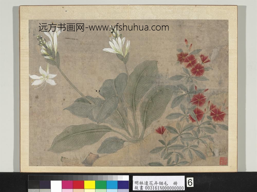 明林达花卉翎毛册-玉簪石竹-