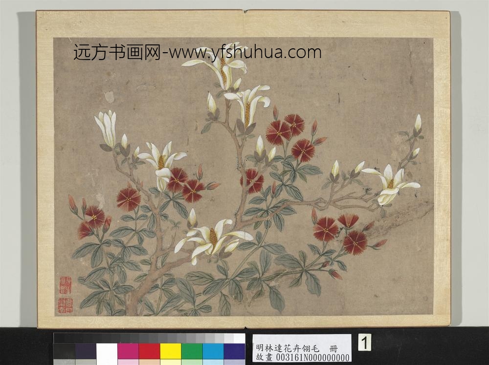 明林达花卉翎毛册-辛夷石竹-