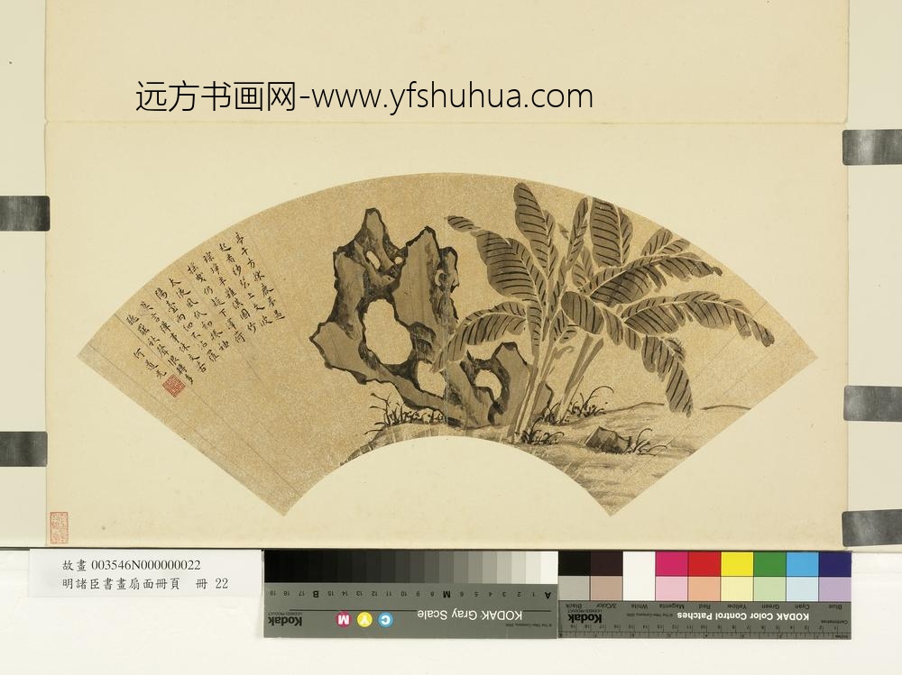 明诸臣书画扇面册页册-明何道光芭蕉奇石